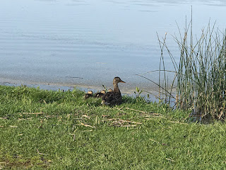 The Duck Family at Robert’s Roost