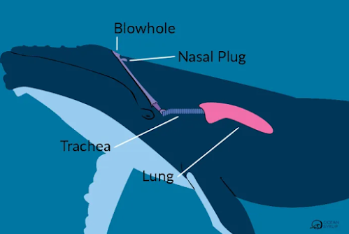 organ pernafasan paru paru pada mamalia paus
