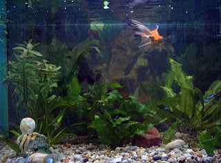 merawat+aquarium+air+tawar Tips Merawat Ikan di Akuarium