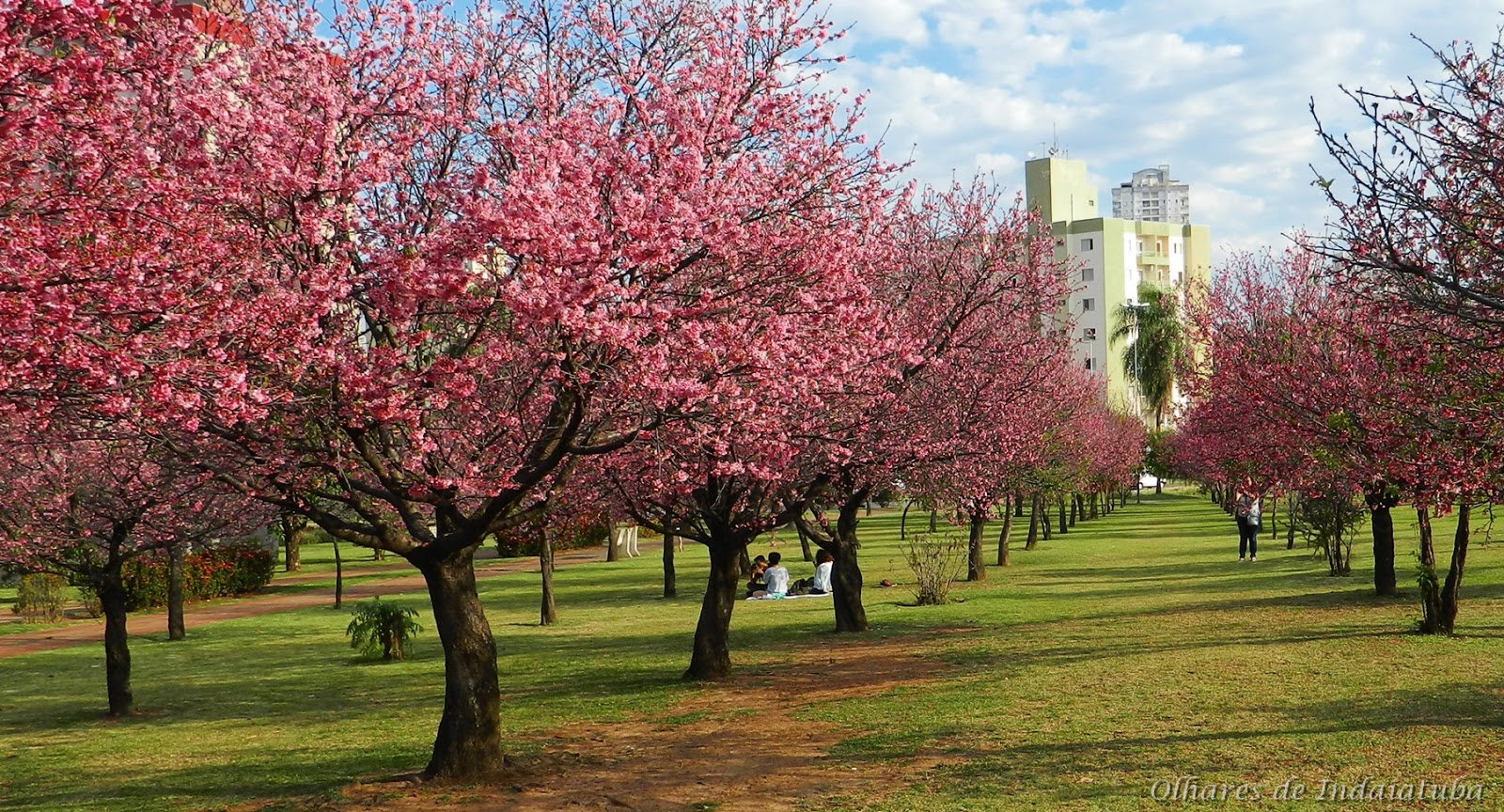 Rosangila Fotografias Praça das Cerejeiras, Indaiatuba SP