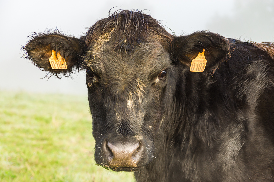 Туман в долине Туман в долине