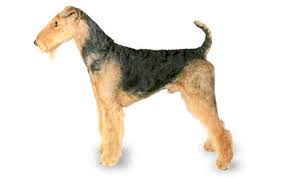Anjing Ras Terrier Airedale