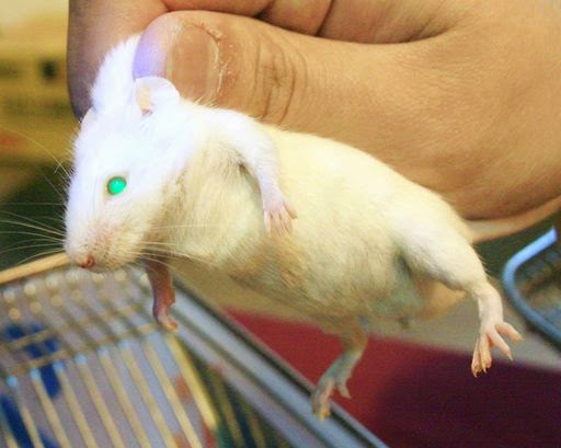 中興大學生技週 展出螢光鼠萃取DNA