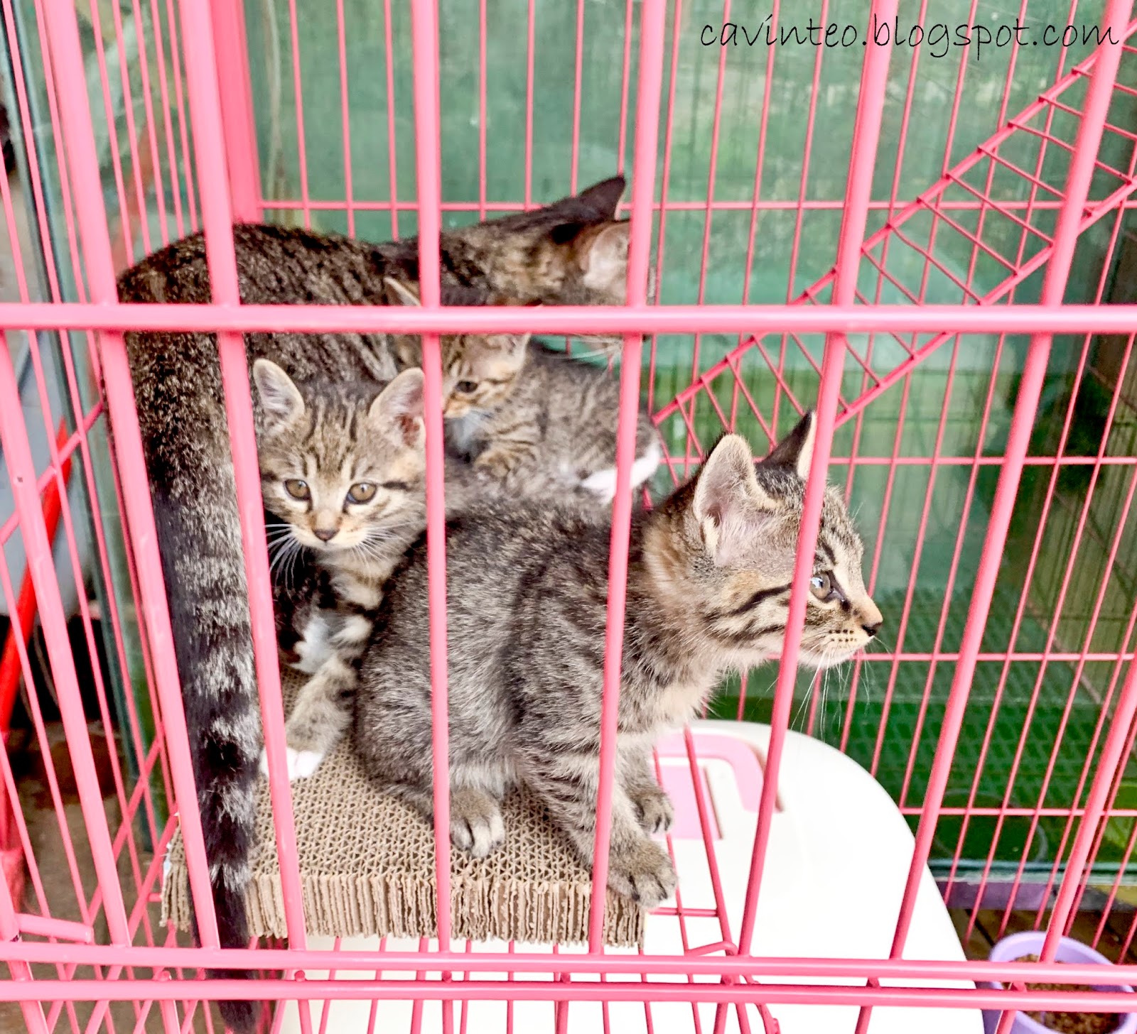 Entree Kibbles Caged Cats on Top a Chinese Restaurant at Guizhou in China