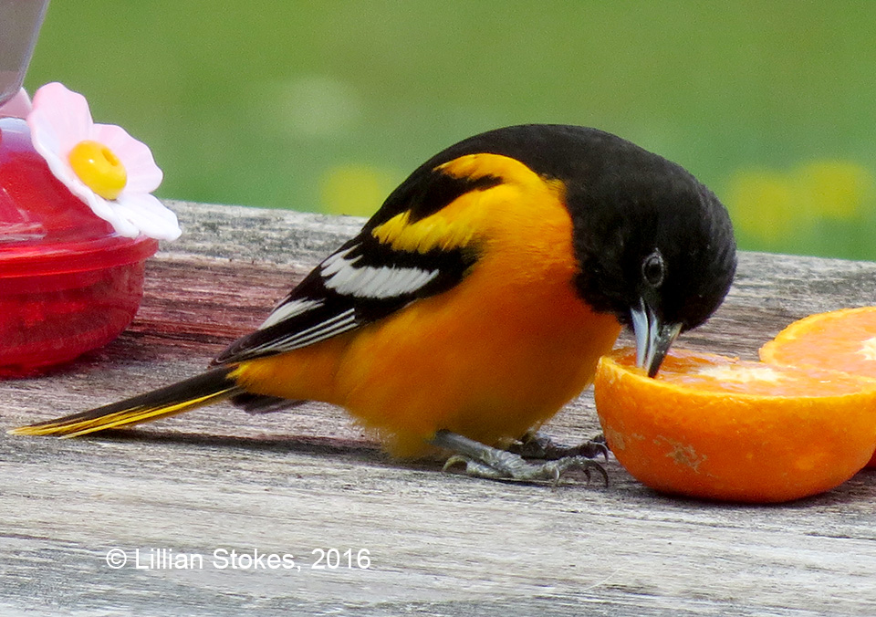 STOKES BIRDING BLOG Orioles have Arrived, Put Our Oranges for Them!