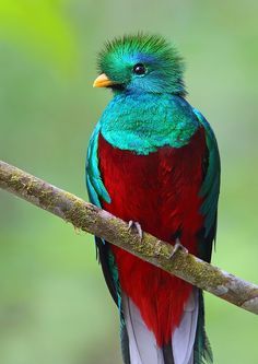 幻の美しい鳥、ケツァール!火の鳥のモデルになった??【n