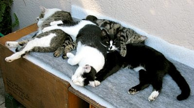 Cat pile