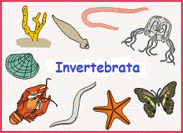 Pengertian Hewan  Invertebrata  dan Contohnya