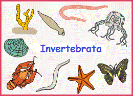 39+ Foto Hewan Invertebrata Strukturnya Masih Sederhana Karena, Paling Keren!