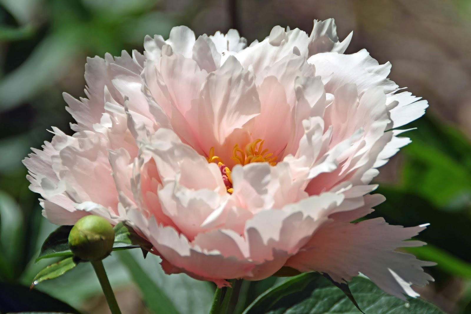 Southern Peony: buying