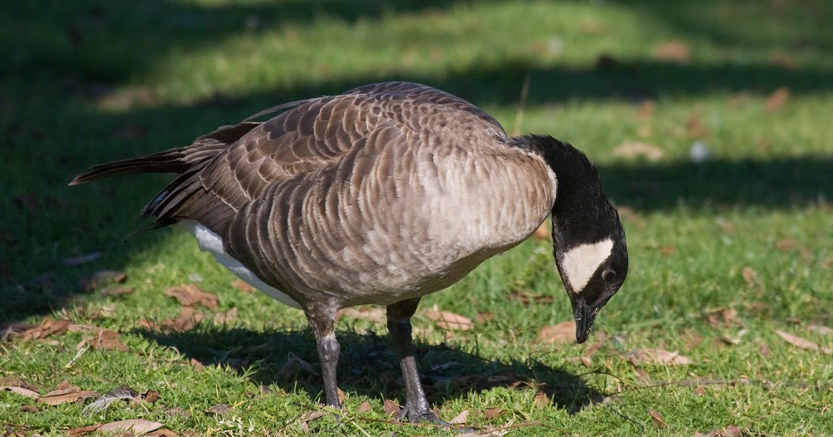 Cackling Goose - Greg in San Diego