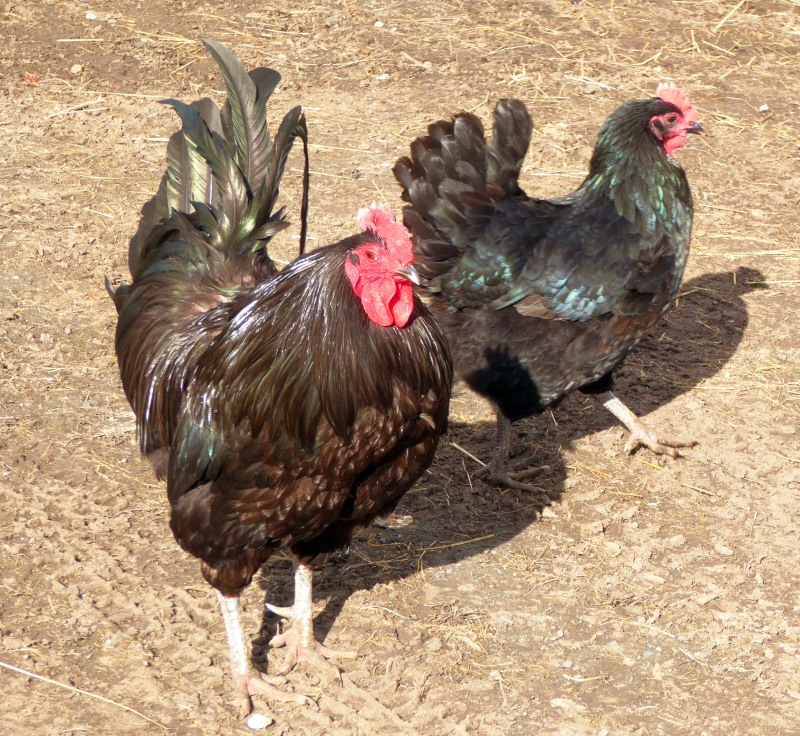 jersey giant rooster