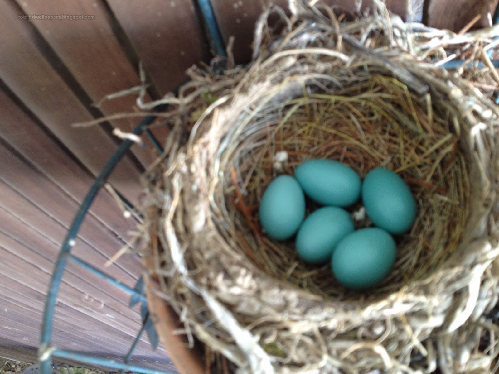 Bird egg in Eggshell Wallpapers hd - Free Wallpaper