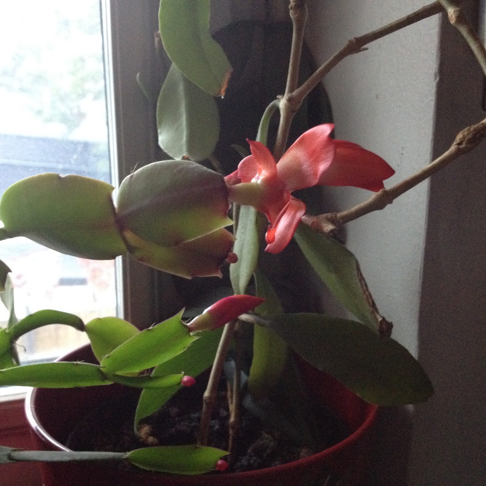 VÅRAN LILLA VRÅ Vackra julblommor)