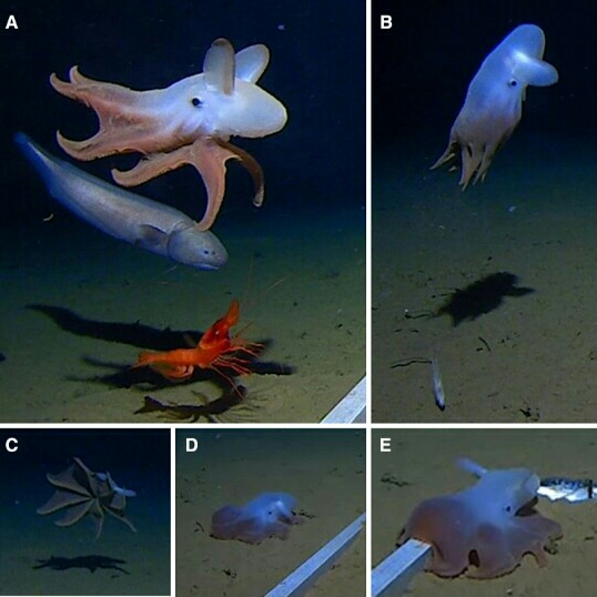 Imagens capturam cefalópodes em nível mais profundo do oceano