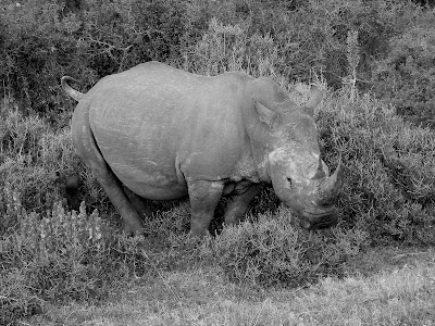 White Rhino, Kruger National Park, South Africa