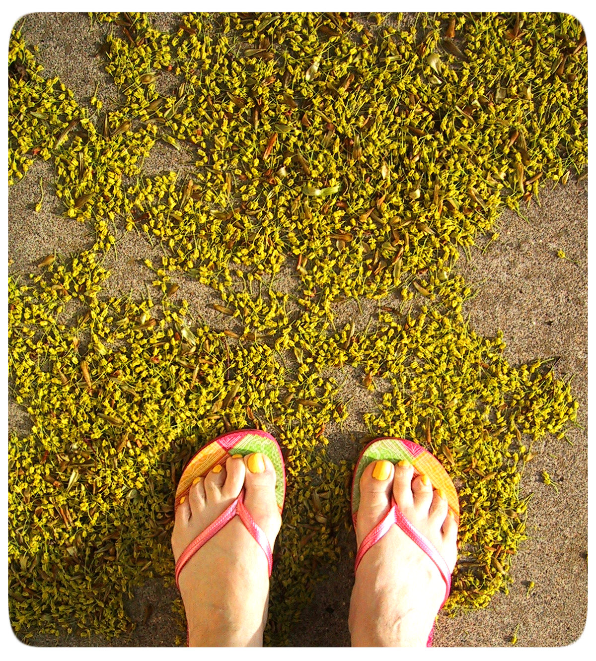 Happy as a Lark Around the Yard