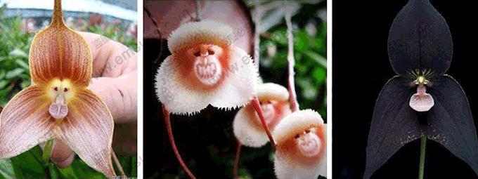 Orchids Look Just Like a Monkey's Face