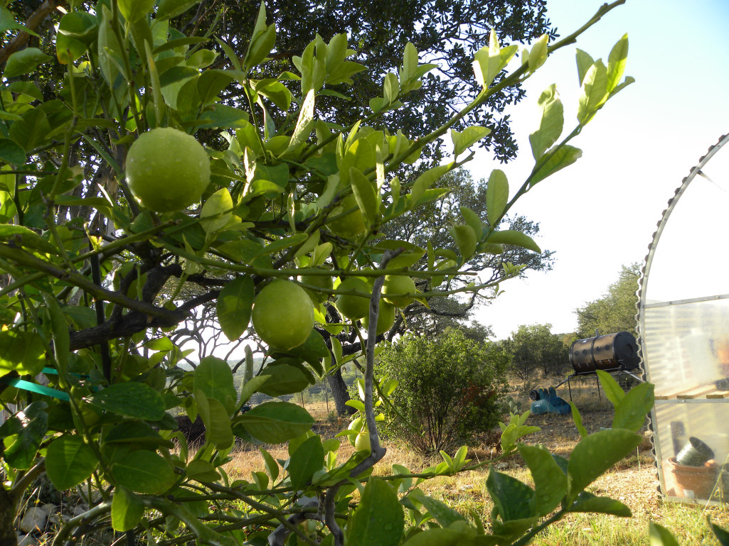 Diane's Texas Garden Lemon Tree