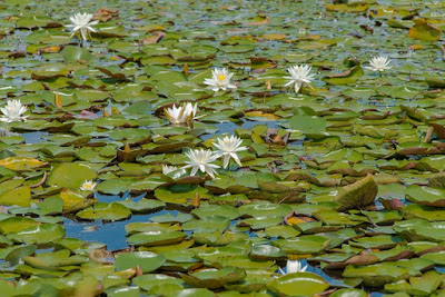 Top Pond Plants and Water Flowers: Beginner To Advanced