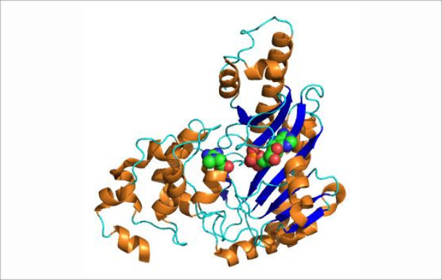 Creatine Kinase