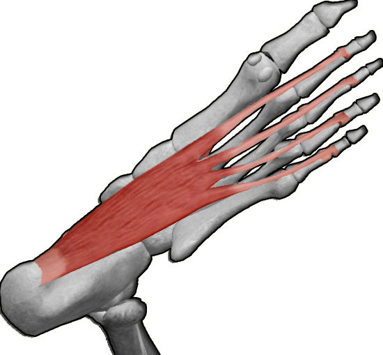 Arriba 97+ Foto Flexor Comun Superficial De Los Dedos Origen E Insercion El último Arriba 97+ Foto Flexor Comun Superficial De Los Dedos Origen E Insercion El último
