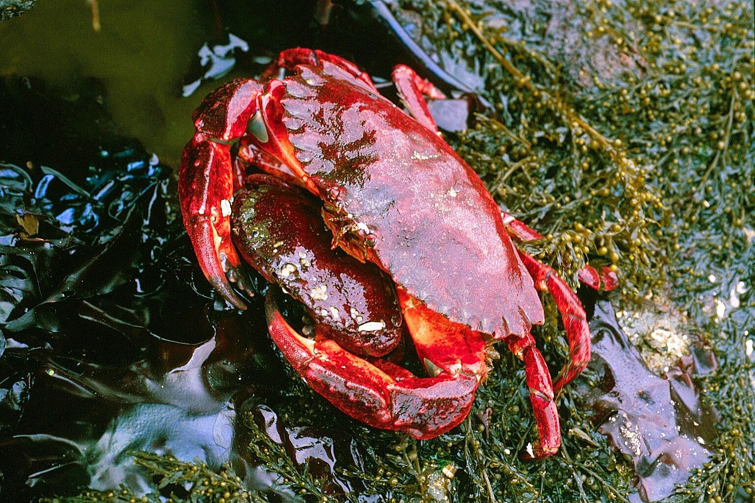 Buzz's Marine Life of Puget Sound: RANDOM COLLECTION OF PUGET SOUND