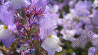 Bunga Linaria maroccana ungu, hasil persilangan, Penyimpangan Semu Hukum Mendel [Soal UN dan Pembahasan]