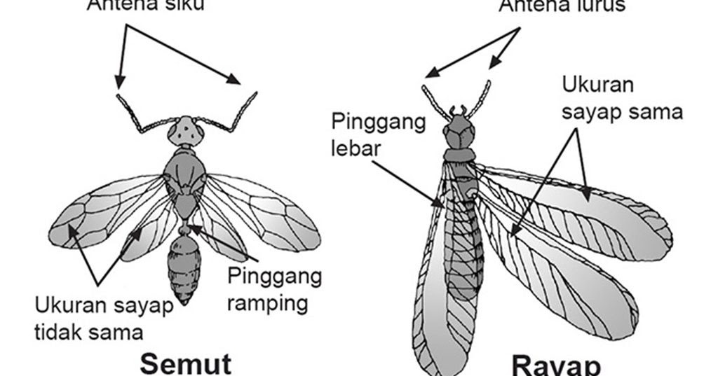 02122463013 Mengenal Rayap 021 22462013 Perbedaan bagian tubuh