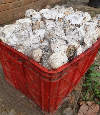 Tips Dan Cara Mencetak Getah Karet Supaya Berat Yang Baik Dan Benar Kangkaret