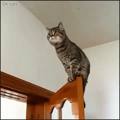 Ninja Cat GIF • Amazing cat flying from top door to top door. If Superman was a cat! Ninja Cat GIF • Amazing cat flying from top door to top door. If Superman was a cat!