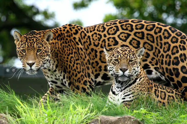 Fakta Jaguar yang Menarik
