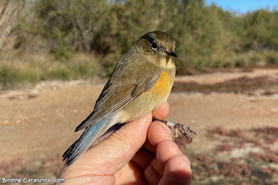 Cotxa cuablava (Tarsiger cyanurus)