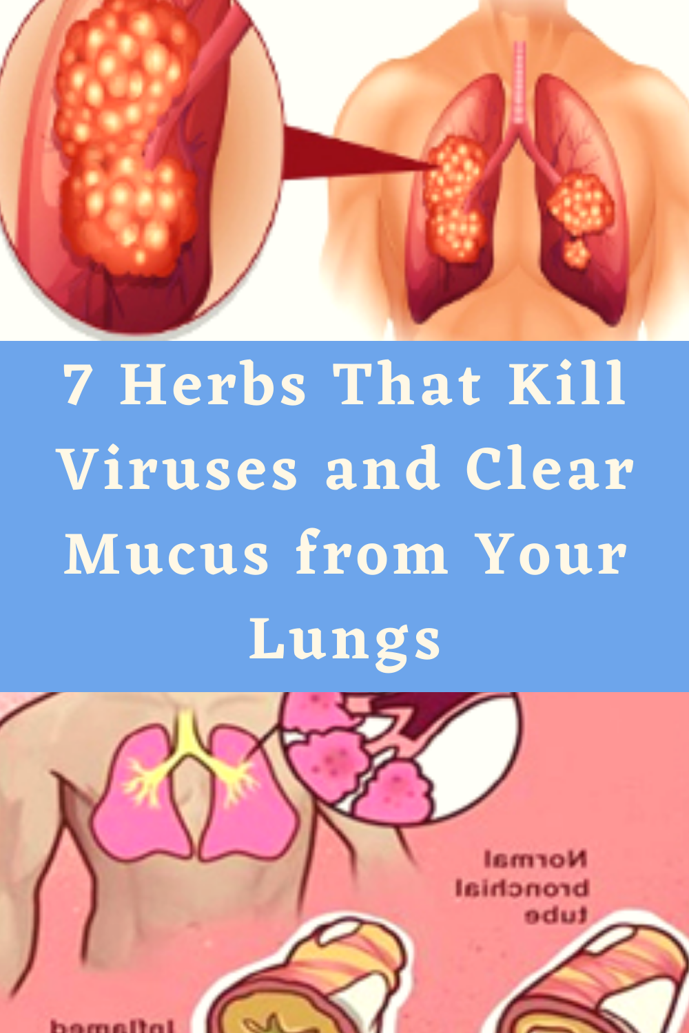 7 Herbs That Kill Viruses and Clear Mucus from Your Lungs