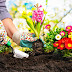 Flower Gardening Basics