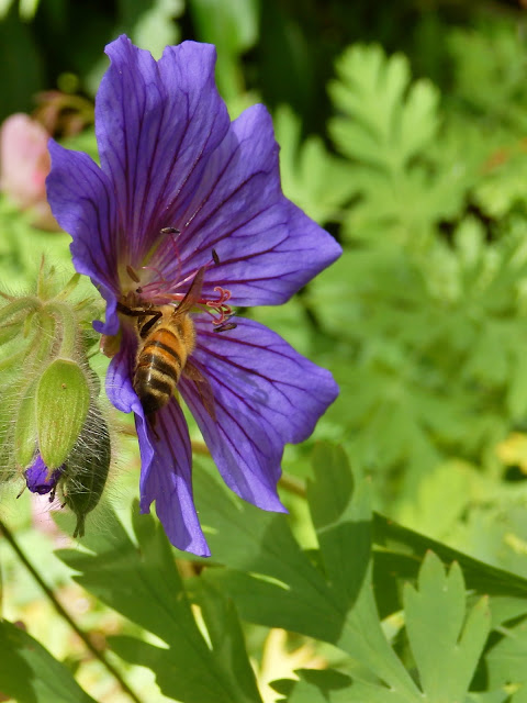 June flower plus bee