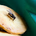 See Why You Should Throw Away Your Food When a Fly Lands on It! 