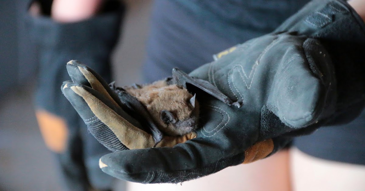 Why You Should Be Attracting Bats to Your Garden (and how to do it
