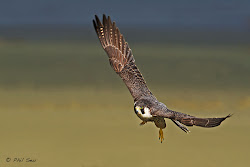 falcon peregrine flight flying