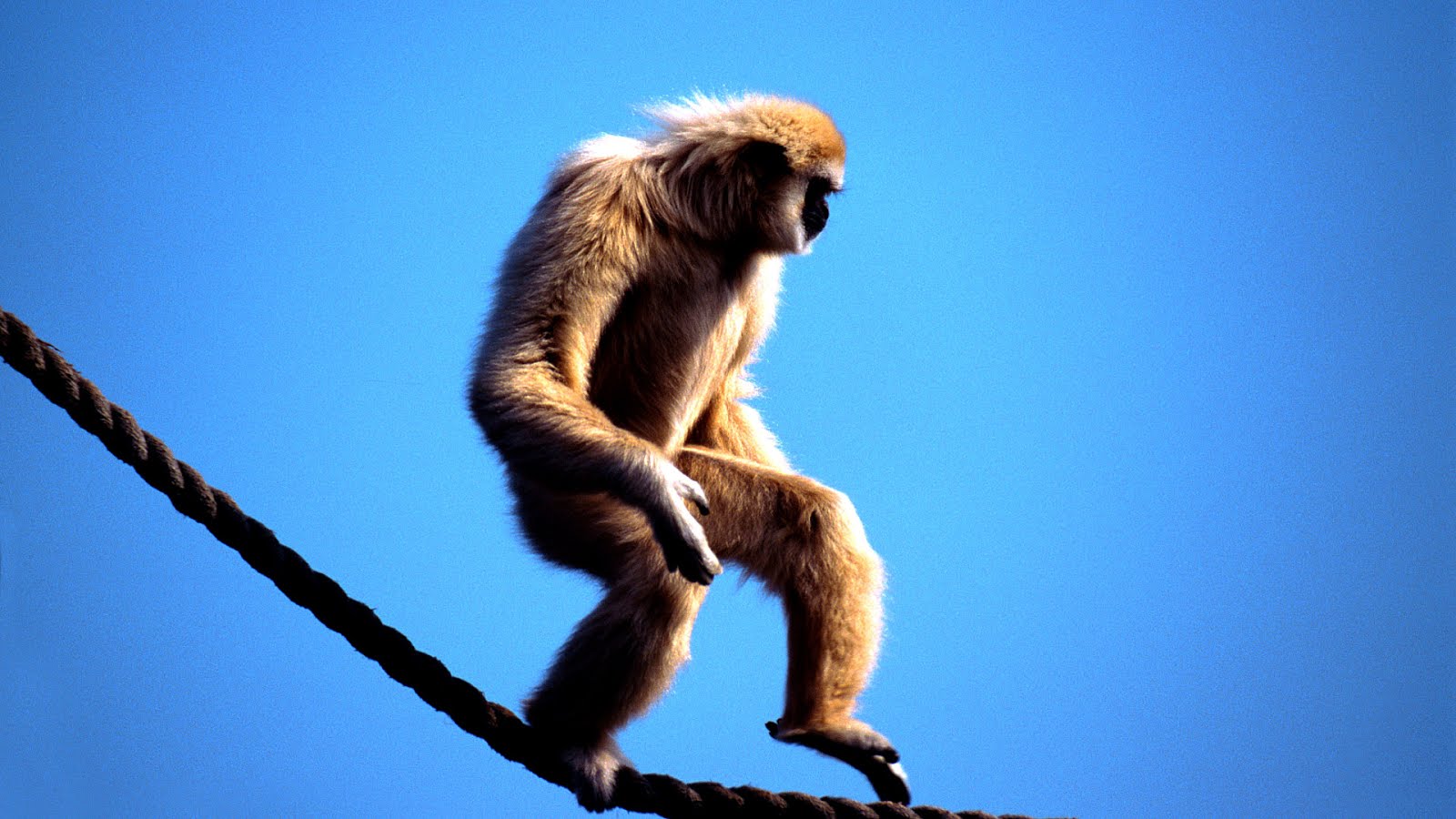 Dance Monkey Dance Dance Choices