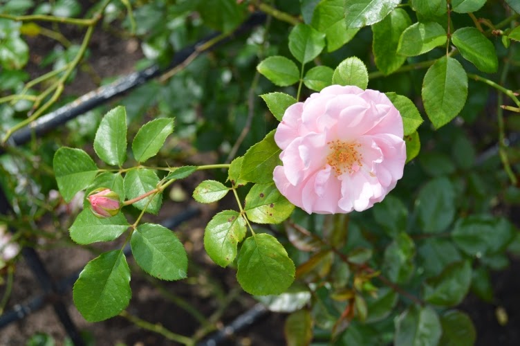 Hradec králové, rosarium, rozárium, 2014, zlatá růže hradce králové, česká republika, czech republic, rose, růže