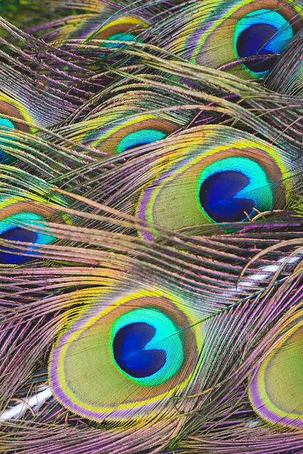 Peacock feathers representing why people dislike the many shades of simplicity and modesty.