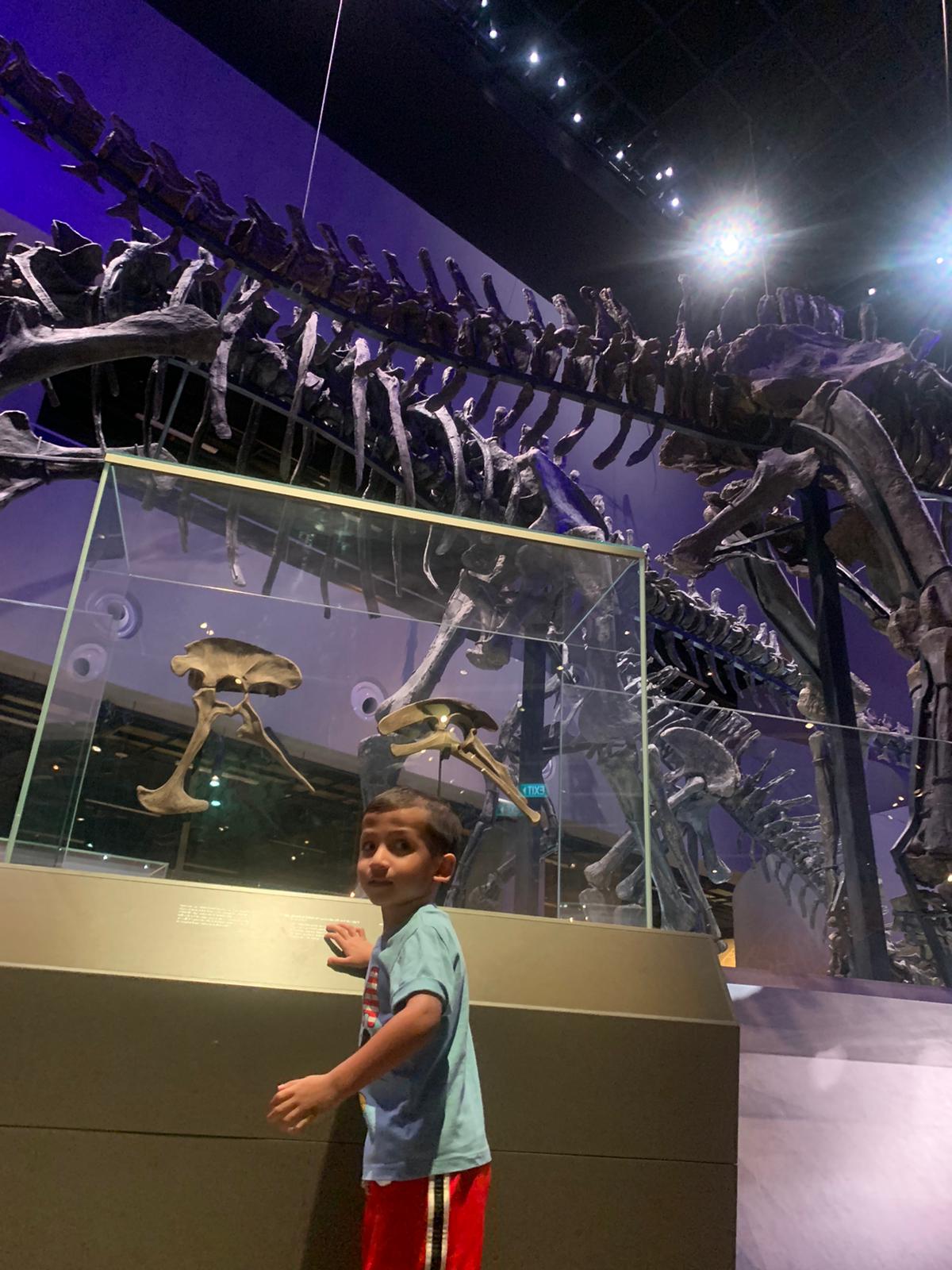 Dinosaur Diplodocus Fossils in Singapore