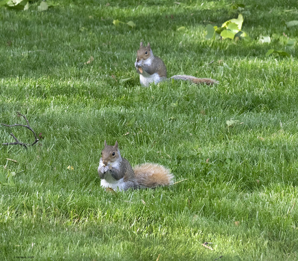 Blond squirrels