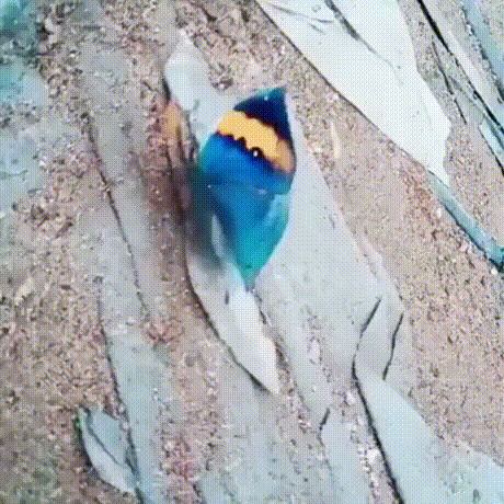 1.gif