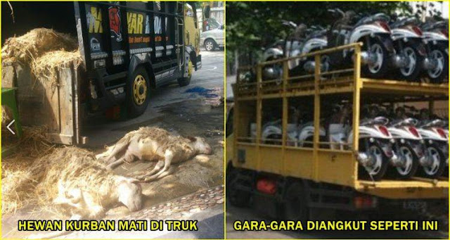 Gara-Gara Pakai Sistem Tumpuk Seperti Bawa Motor Ke Dealer, Belasan Kambing Mati Kepanasan Di Truk