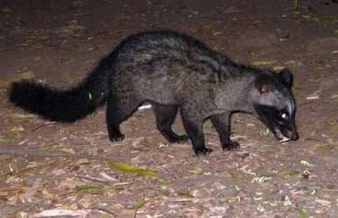 Ciri Ciri Musang Ciri Ciri Binatang