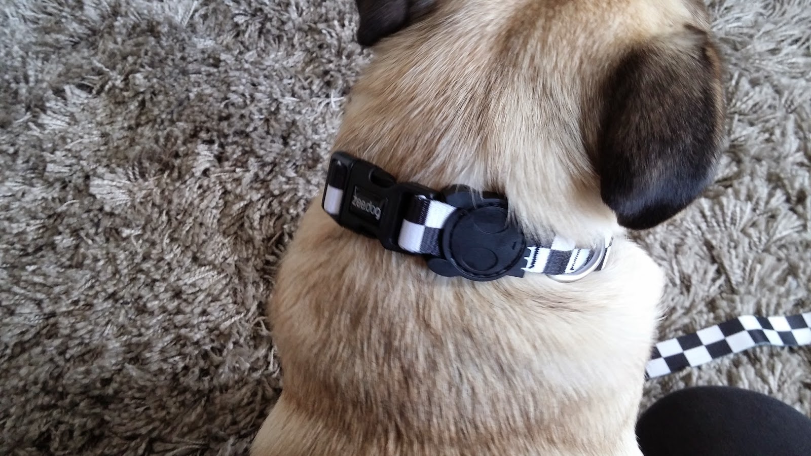 Zee.Dog Collar, Harness & Leash Review It's Tobi the Pug