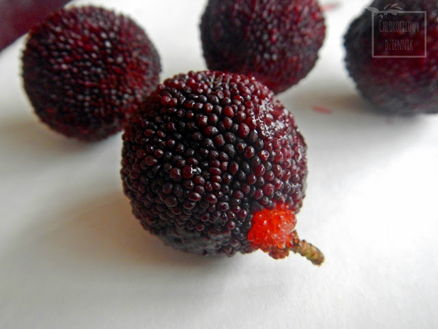 chińska truskawka - waxberry (Myrica rubra) - owoce, drzewo, pokroj, opis. jak wyglada myrica rubra. chinskie owoce