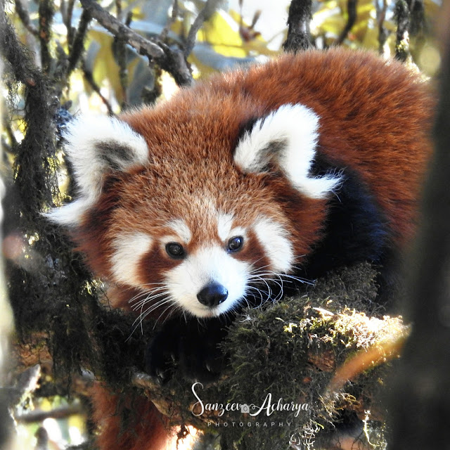 Red Panda (Ailurus fulgens) in Nepal